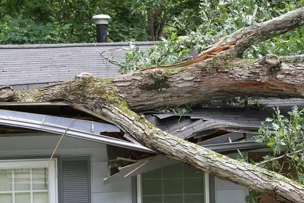 Tree fallen down on home in Burnie, requiring urgent emergency tree removal