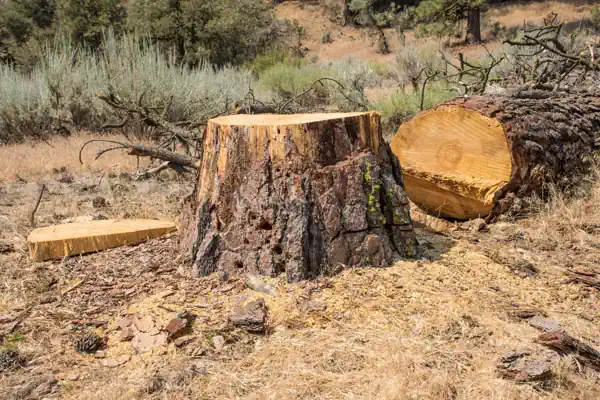 A fallen down tree in Burnie