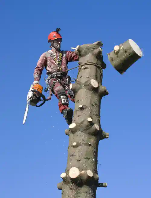tree pruning arborist climbing a tree to prune the tree in latrobe
