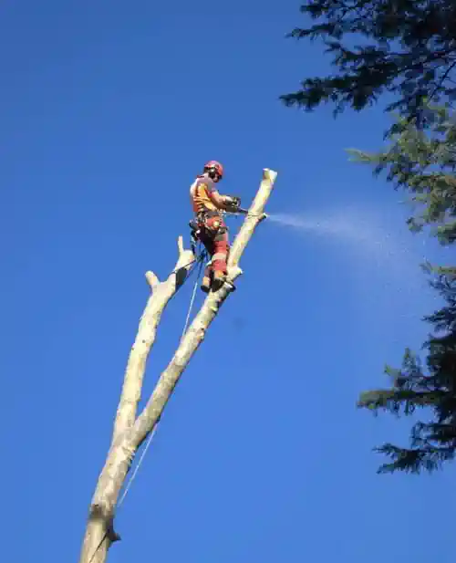 tree removal arborist climbing a tree in latrobe